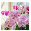 Bros-biopon tápoldat orchidea 500 ml