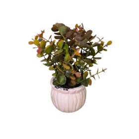 Eukaliptusz (műnövény) kaspóban