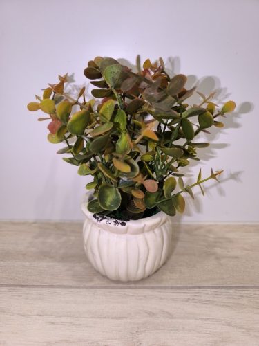 Eukaliptusz (műnövény) kaspóban