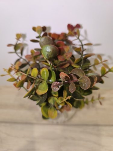 Eukaliptusz (műnövény) kaspóban