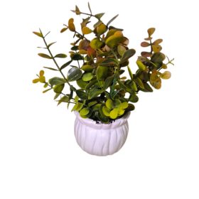 Eukaliptusz (műnövény)kaspóban