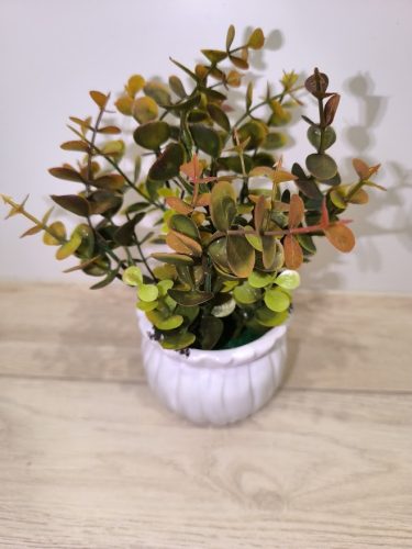 Eukaliptusz (műnövény)kaspóban