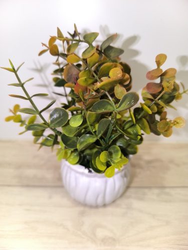 Eukaliptusz (műnövény)kaspóban