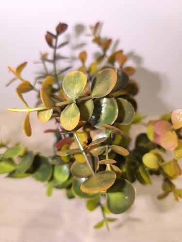 Eukaliptusz (műnövény)kaspóban