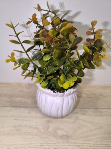 Eukaliptusz (műnövény)kaspóban